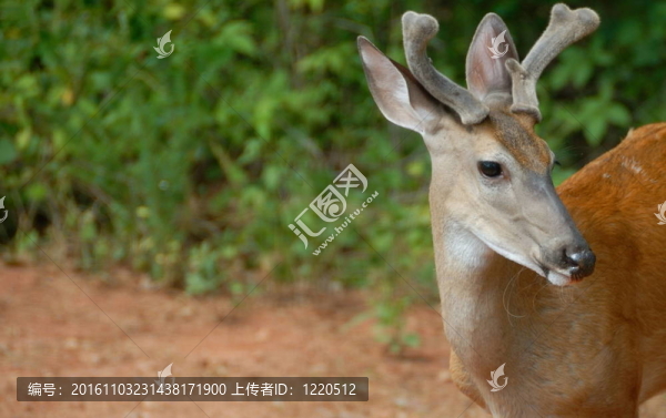年輕的Buck,Deer