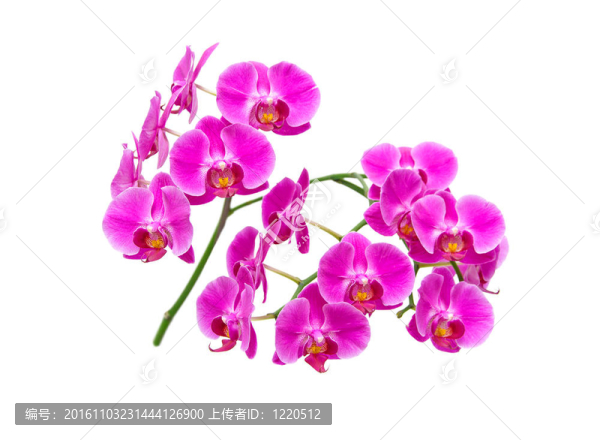 白色背景上的蘭花