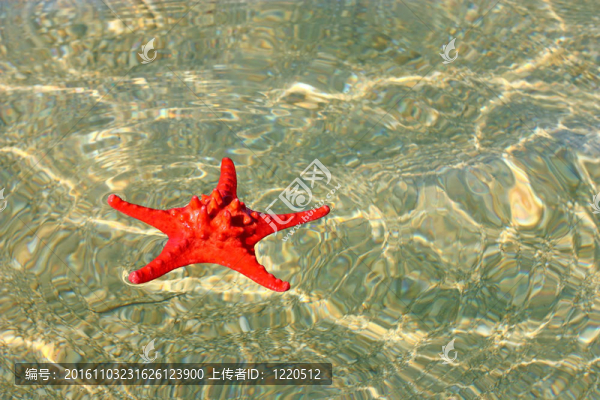 紅海星