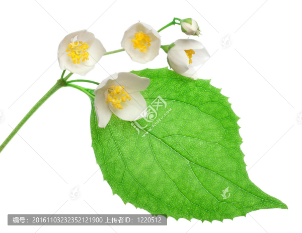 茉莉花分離