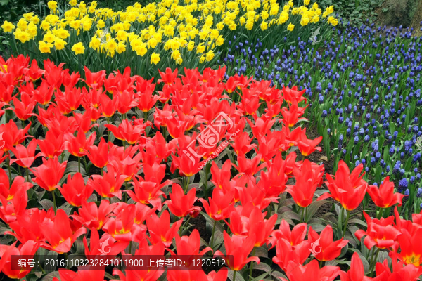 Keukenhof園林花壇