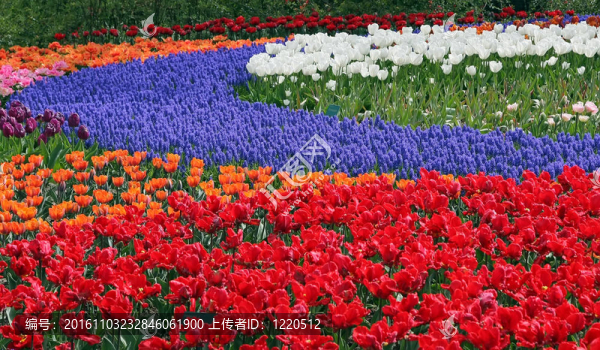 Keukenhof園林花壇