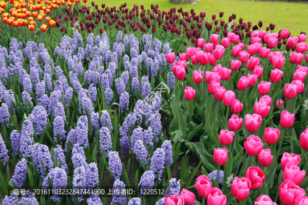 Keukenhof園林花壇