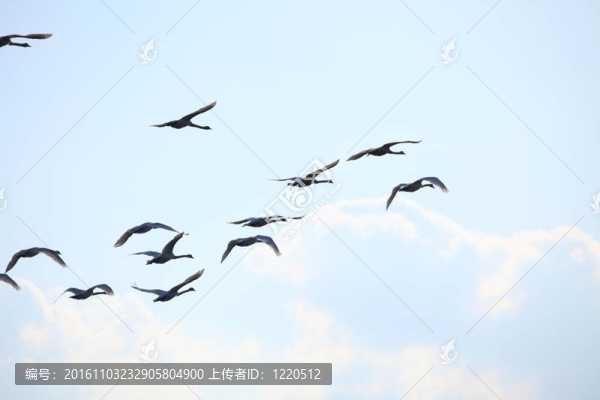 鳥類的遷徙的天鵝