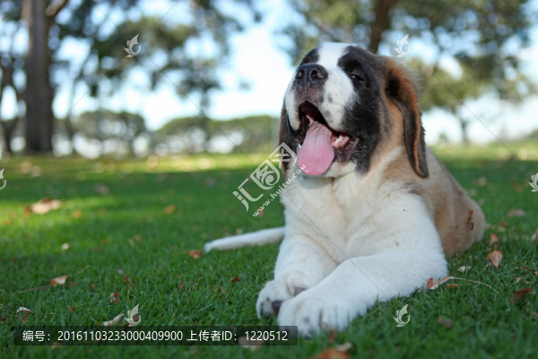 在草地上的小狗狗