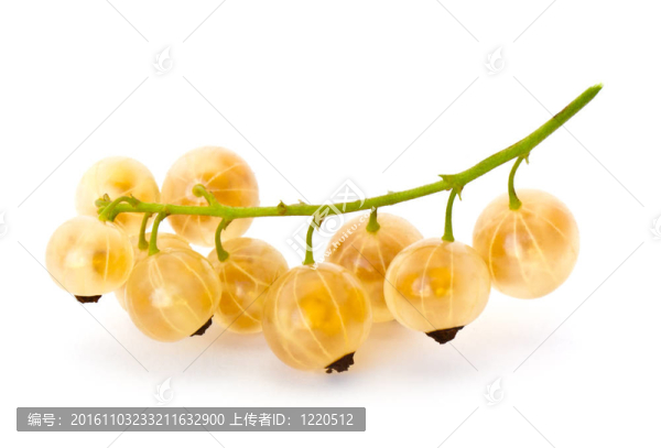 白栗
