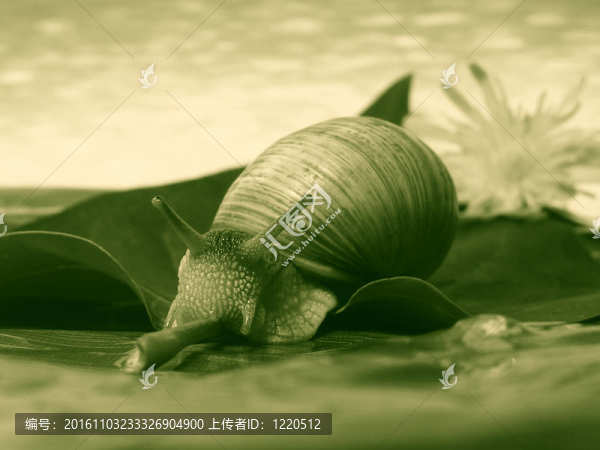 蝸牛