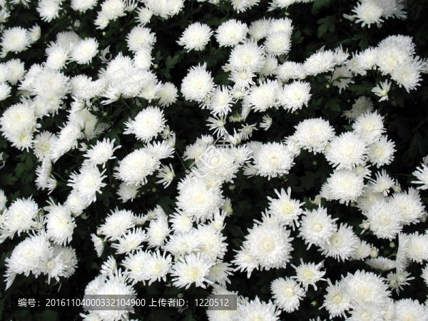 菊花