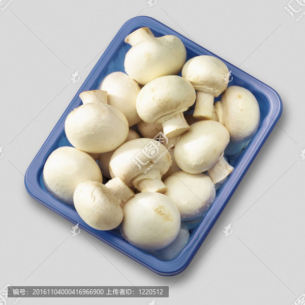 食用蘑菇