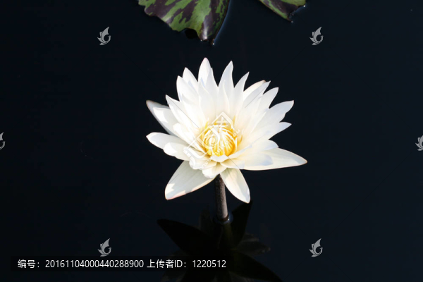 水百合