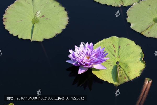 水百合