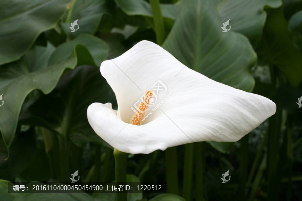 馬蹄蓮