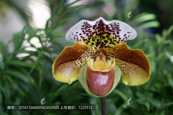 蘭花