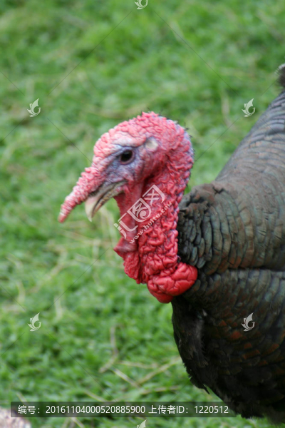 turkeycock