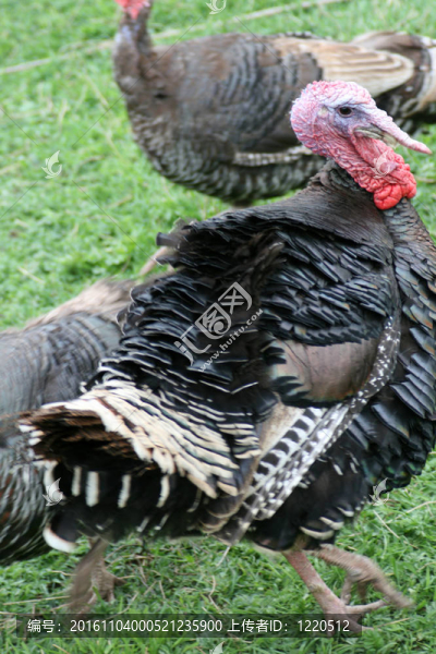 turkeycock