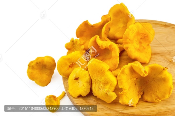 雞油菌