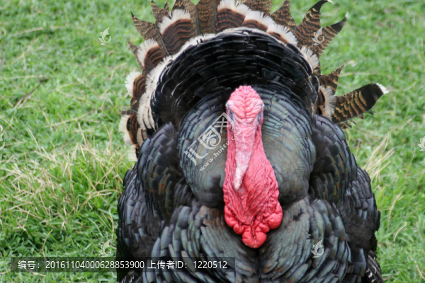 turkeycock