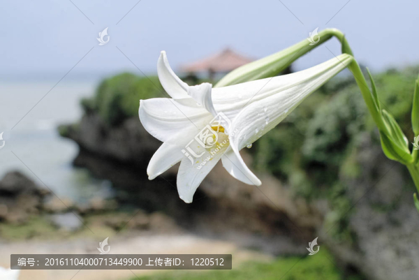 White,Yuri在沿著的