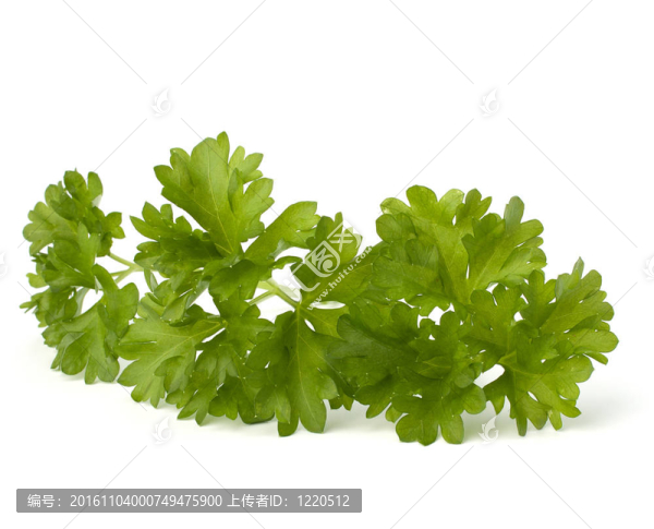 歐芹