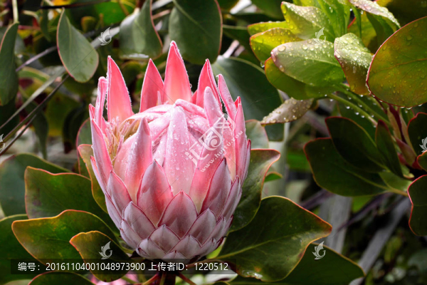 帝王花的花（國王海神花）