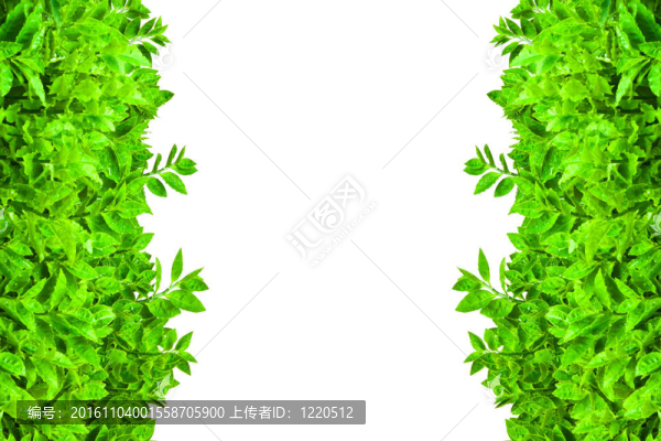 從綠色的葉子中分離的框架