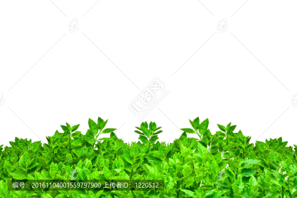 從綠色的葉子中分離的框架