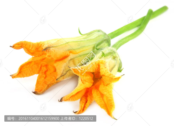 食用南瓜花