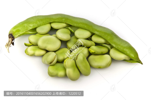 蠶豆