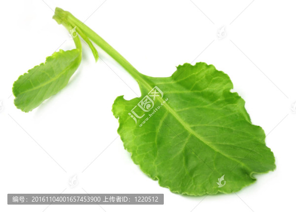 新鮮的菠菜