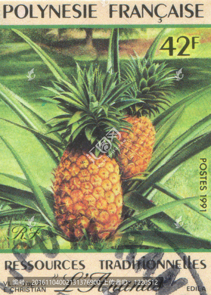菠蘿