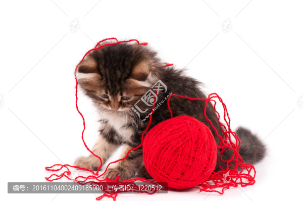 可愛的kitten_23（43）.jpg