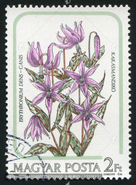 百合花