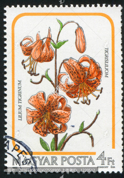 百合花