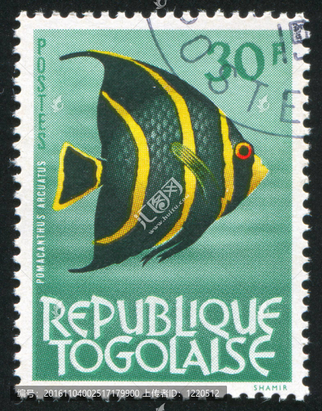 法國神仙魚