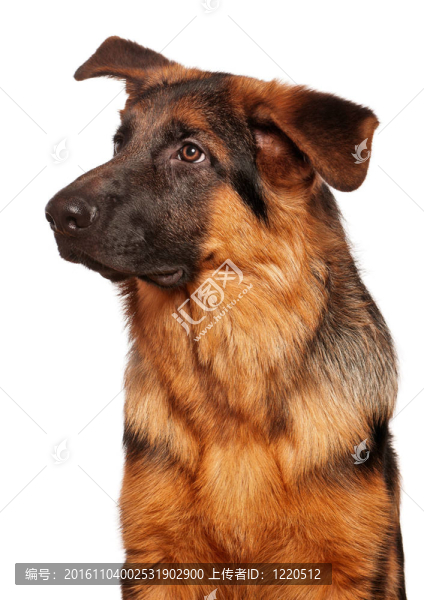 德國shepherd_09（43）.jpg