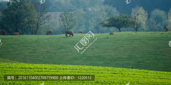 牧場和奶牛