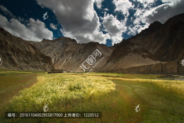 麥田景觀在Leh；印度