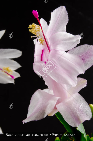 圣誕仙人掌-,Schlumbergera,truncata