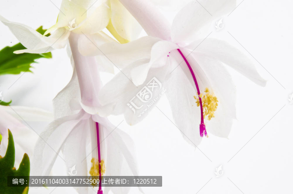 圣誕仙人掌-,Schlumbergera,truncata