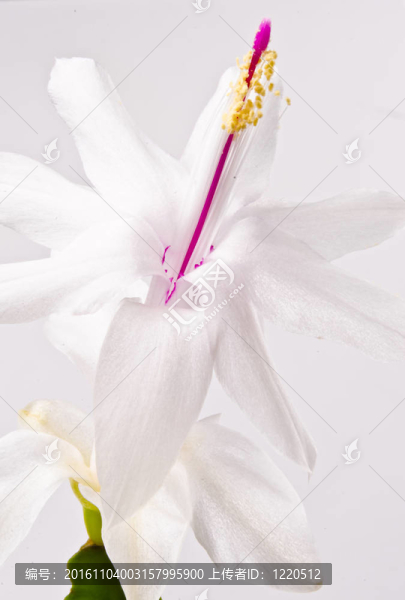 圣誕仙人掌-,Schlumbergera,truncata