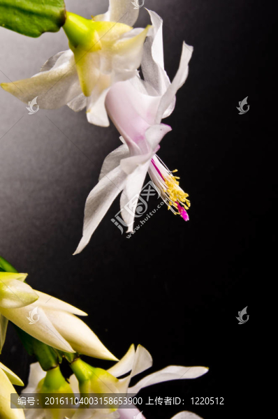 圣誕仙人掌-,Schlumbergera,truncata