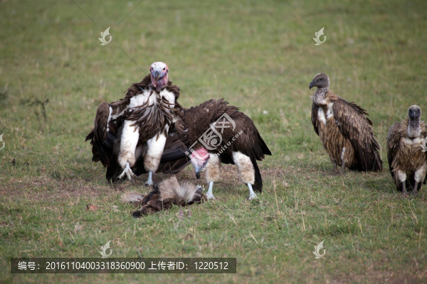 禿鷲（torgus搭接面臨tracheliotus）和白背禿鷲（Gyps,africanus）