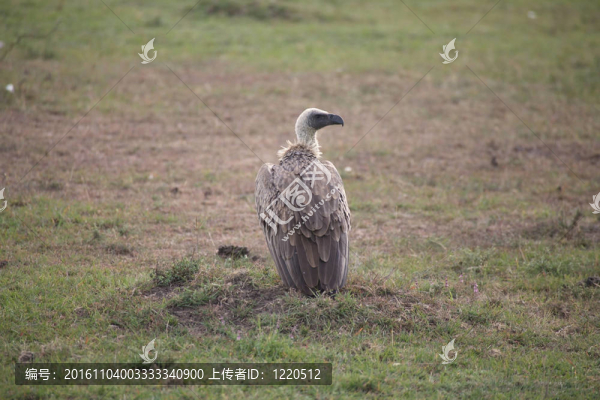 白背禿鷲（Gyps,africanus）