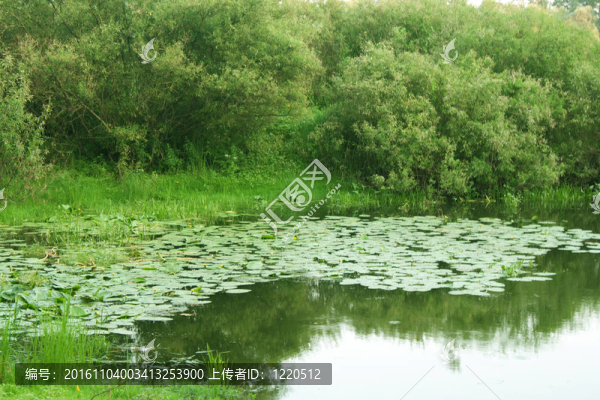山水樹倒映在河邊，睡蓮