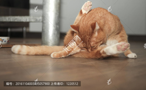 紅貓洗
