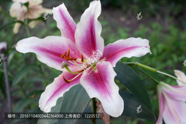 布什關于Lily,flower的拍攝