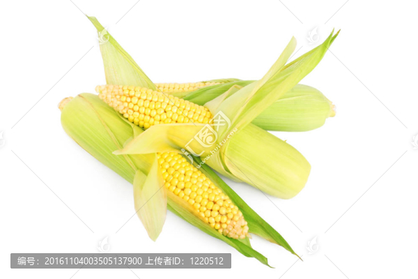 玉米穗