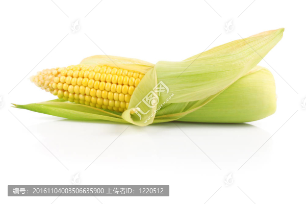 玉米鮮穗