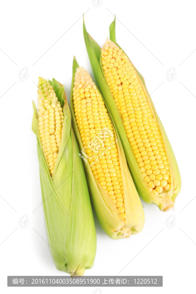 玉米鮮穗