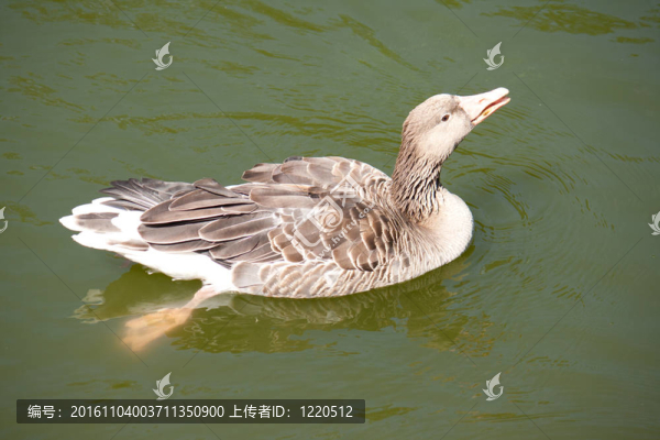 灰色的鴨子在湖里游泳